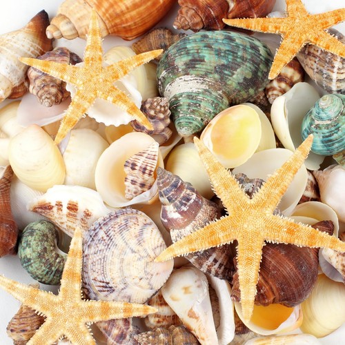 Pcs natural seashells and - pcs,