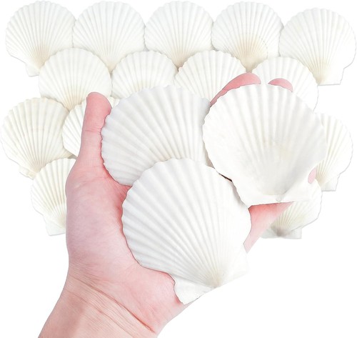 Natural scallop shells 20pcs - shells, 3