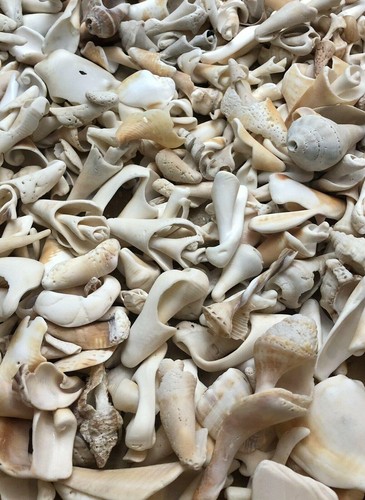 Spiral whelk conch - spiral,