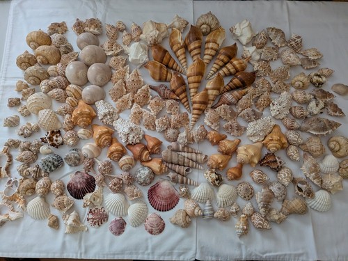 Seashell collection lot - lot,