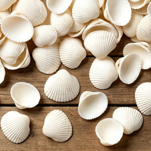 White seashells bulk for - bulk,