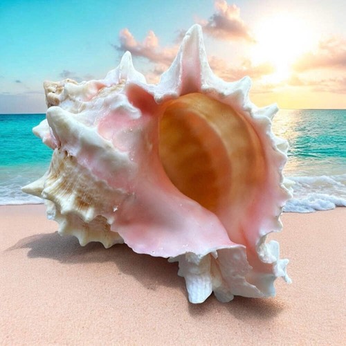 Large murex conch seashell - murex,
