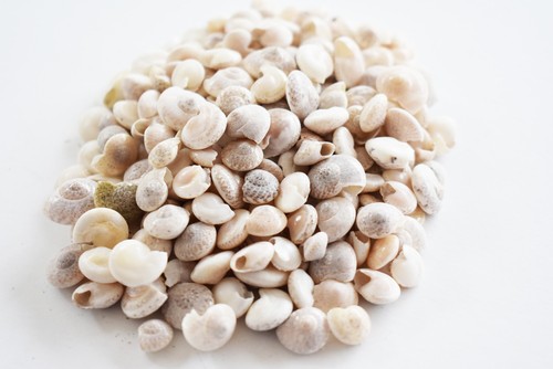 Bulk umbonium - 1/2,