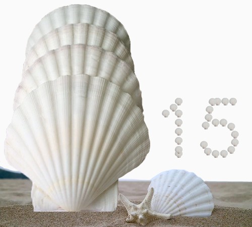 15pcs scallop shells - scallop, shells(3.1-4