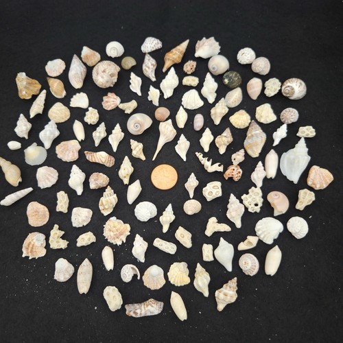 111 beautiful tiny sea shells - sea,
