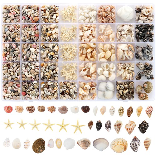Zefy types small sea - zefy, shells