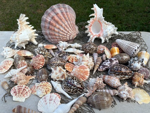 Huge seashell assortment - seashell, with