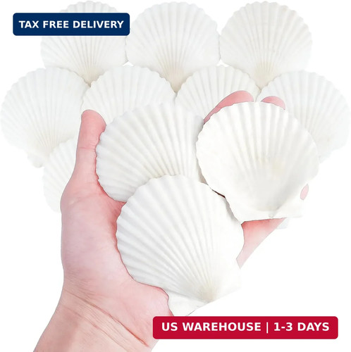 Pcs inch natural scallop - inch,