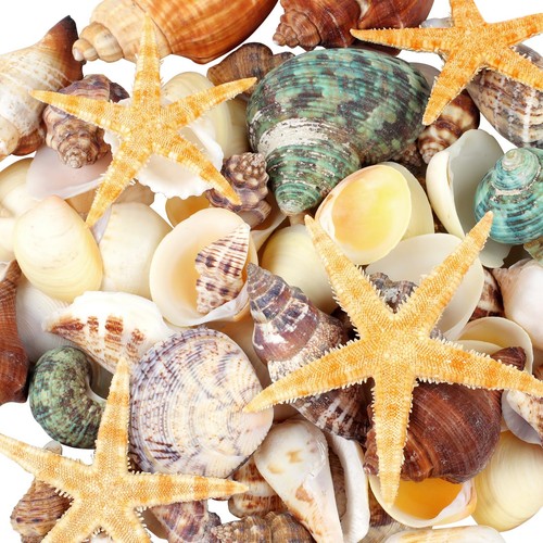 Pcs natural seashells - 80+,