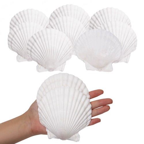 10pcs sea shells - 10pcs,