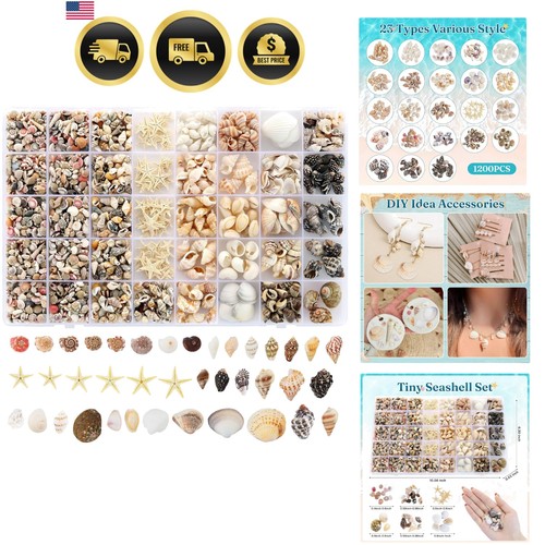 Types small sea shells - shells, for