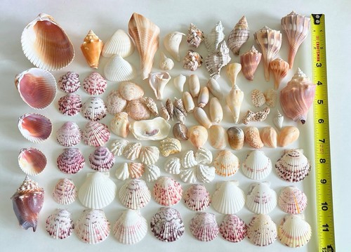 Sanibel island mixed seashell - sanibel,