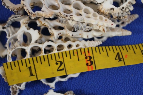 Large sliced seashells for - seashells,