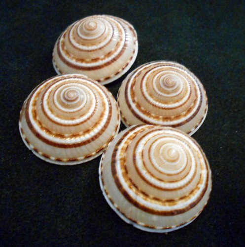Small sundial shells - small,