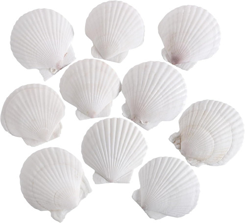 Pcs inch natural white - pcs,